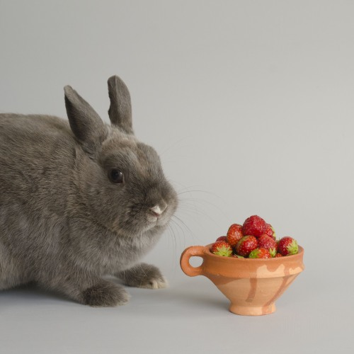 replica of a Dutch berry cup  / 17th century (with 21st century rabbit)